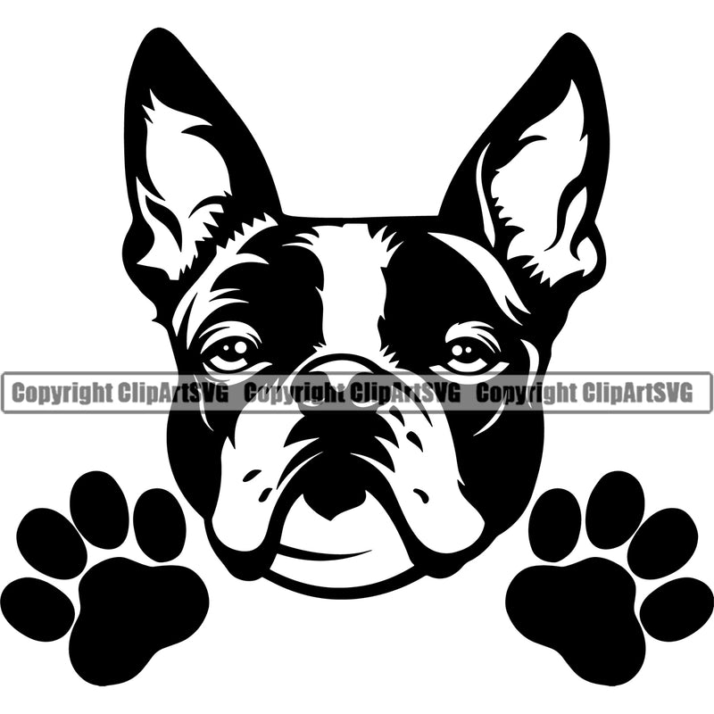 Boston Terrier Breed Dog Logo Pedigree Head Doggy Purebred Black Color Canine K-9 Vector Clipart SVG