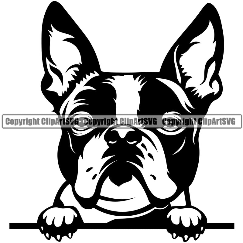 Boston Terrier Peeking Animal Design Pedigree Head Doggy Purebred Breed Canine K-9 Vector Clipart SVG