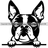 Boston Terrier Peeking Animal Design Pedigree Head Doggy Purebred Breed Canine K-9 Vector Clipart SVG