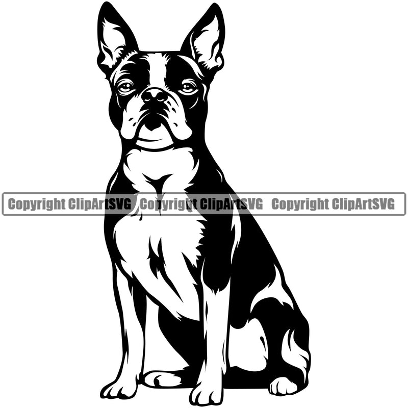 Boston Terrier Breed Dog Sitting Animal Pup Doggy Purebred Canine Pedigree Head Clipart SVG