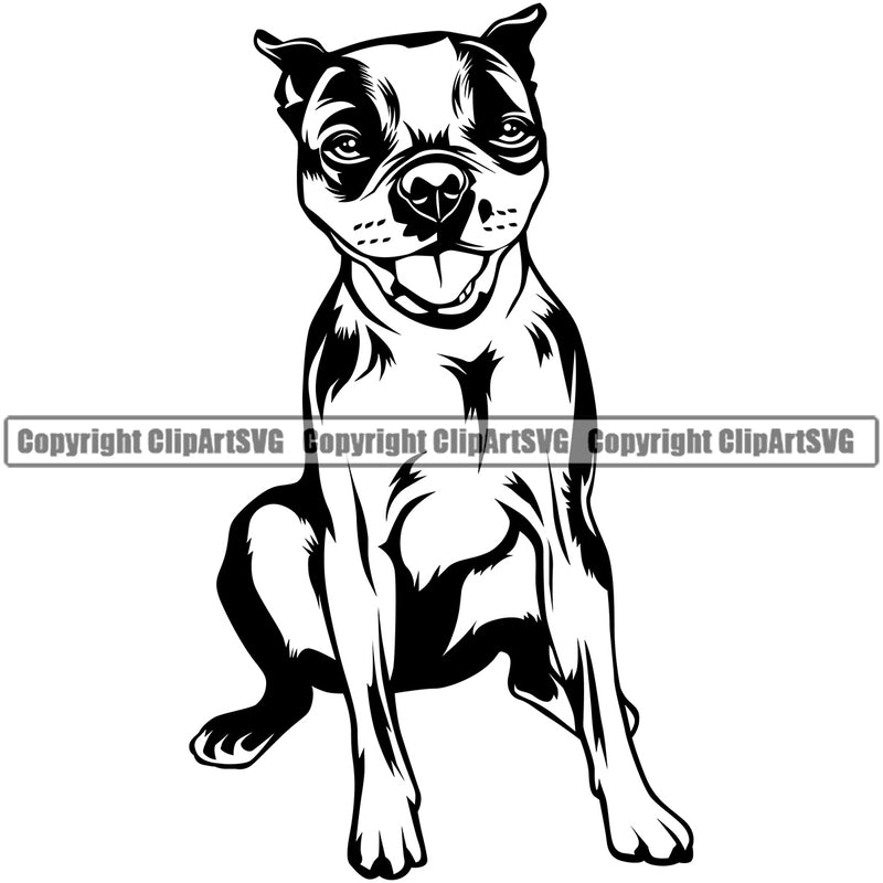 Sitting Boston Terrier Breed Dog Cute Face Animal Pup Pedigree Head Doggy Purebred K9 Clipart SVG