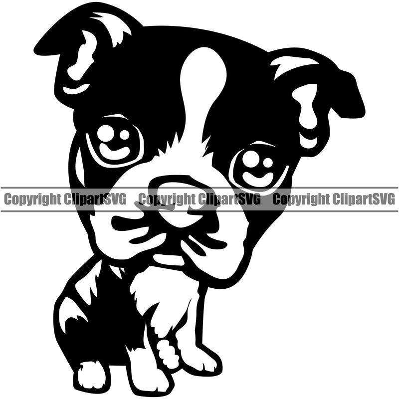 Boston Terrier Cute Body Animal Portrait Doggy Cute Pedigree Breed Face Pup Clipart SVG