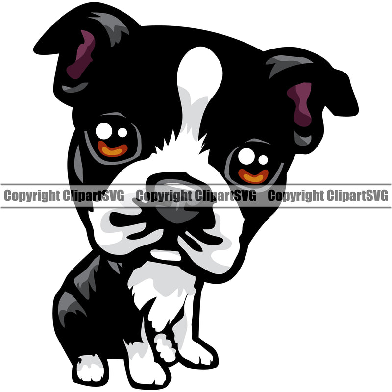 Boston Terrier Cute Dog Body Portrait Breed Face Cute Pup Pedigree Doggy Clipart SVG