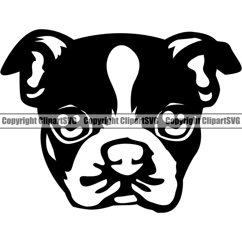 Boston Terrier Cute Dog Head Doggy Face Cute Pup Pedigree Breed Portrait Clipart SVG