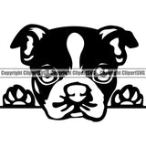Boston Terrier Cute Dog Animal Portrait Doggy Face Pup Pedigree Breed Clipart SVG