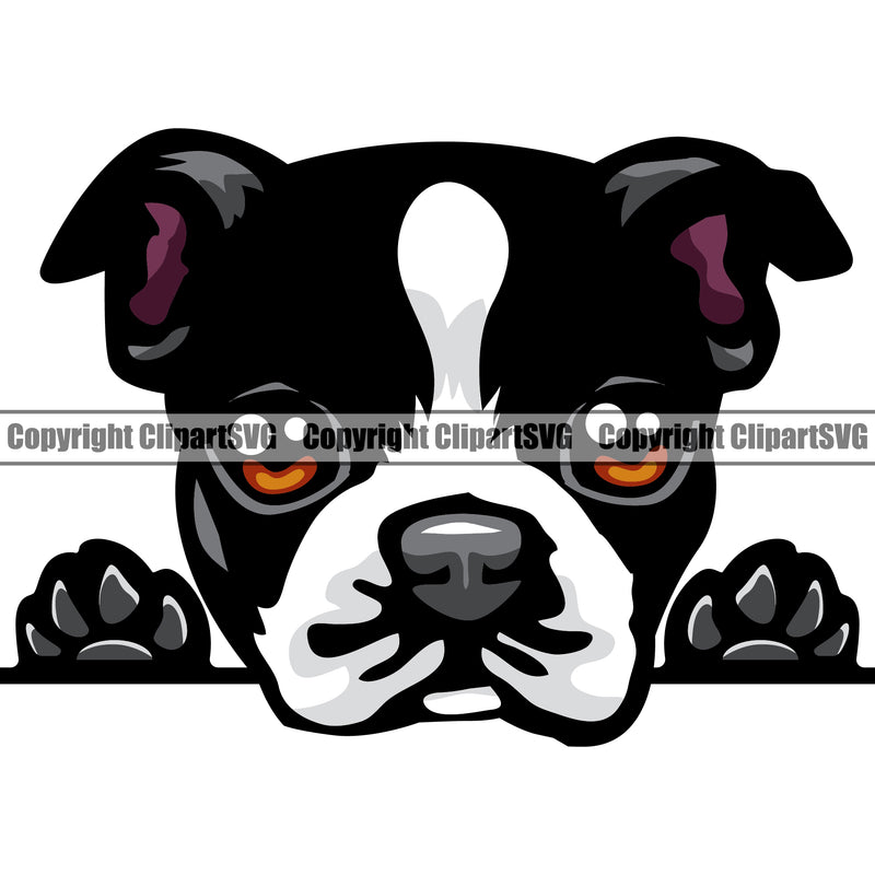 Boston Terrier Animal Dog Cute Portrait Doggy Face Cute Pup Pedigree Breed Clipart SVG