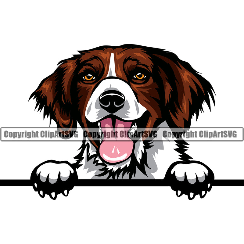 Brittany Spaniel Dog Peeking Cute Face Design Head Color Animal Portrait Doggy Puppy Pup Head Purebred Pedigree Clipart SVG