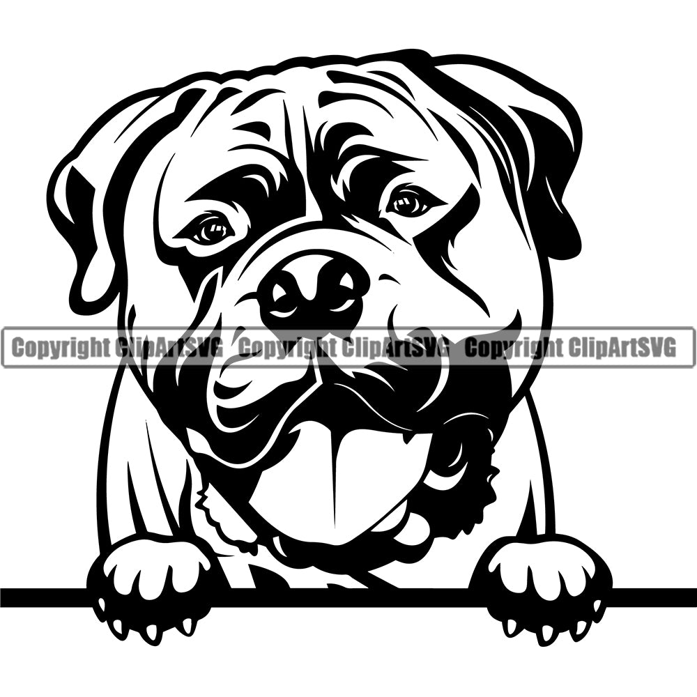 Bull Mastiff Dog Peeking Cute Face Animal Pup Head Purebred Pedigree ...