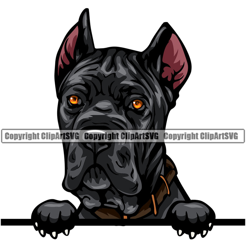 Cane Corso Dog Design Head Color Peeking Puppy Pup Head Purebred Pedigree Canine Vector Clipart SVG
