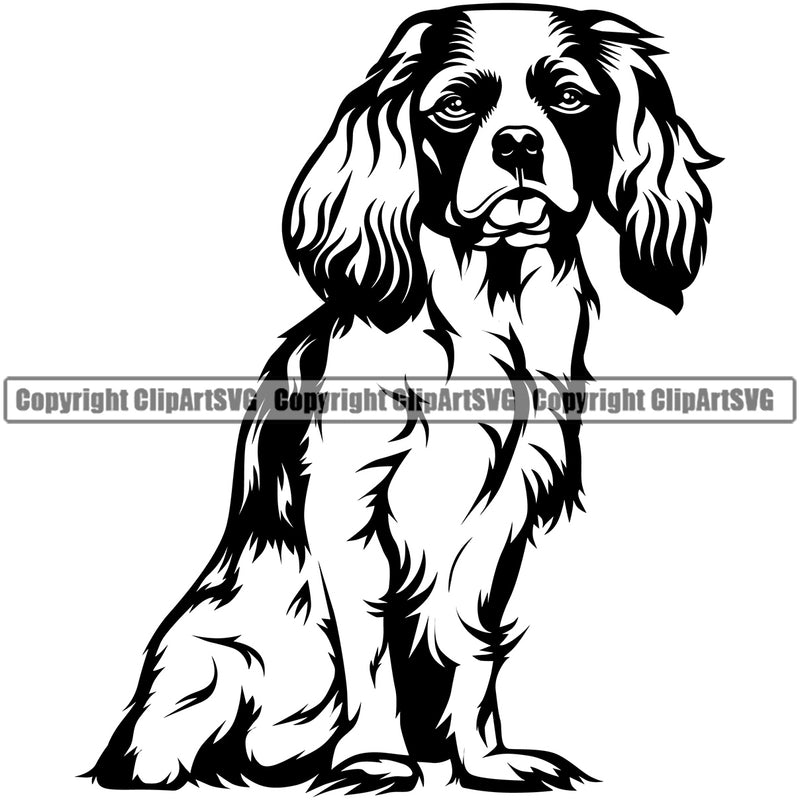 Cavalier King Charles Dog Sitting Puppy Pup Head Purebred Pedigree Doggy Face Cute Vector Clipart SVG