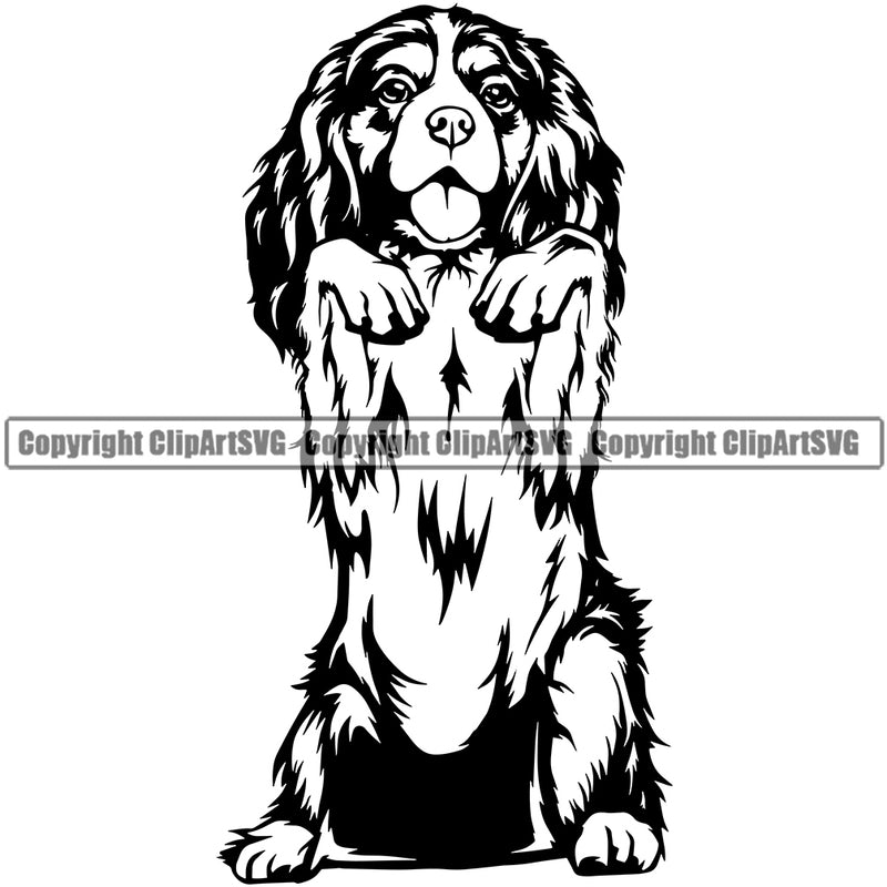 Cavalier King Charles Spaniel Dog Begging Puppy Pup Purebred Pedigree Cute Face Clipart SVG