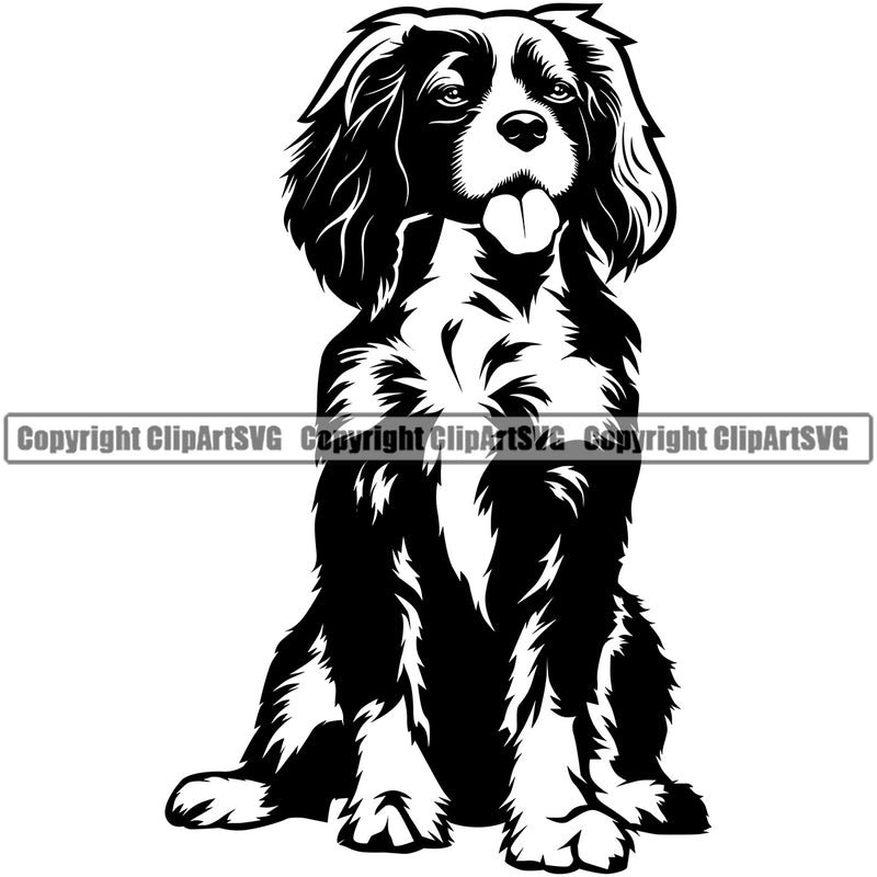 Cavalier King Charles Spaniel Dog Sitting Animal Doggy Face Cute Puppy Pup Purebred Pedigree Clipart SVG