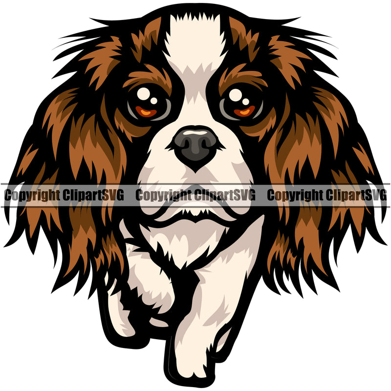 Cavalier King Charles Spaniel Dog Color Body Puppy Pup Head Purebred Pedigree Canine K-9 K9 Animal Portrait Doggy Clipart SVG