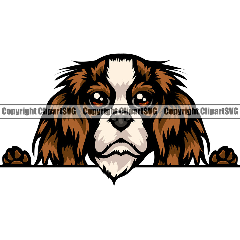 Cavalier King Charles Spaniel Dog Peeking Color Puppy Pup Head Purebred Pedigree Animal Doggy K9 Clipart SVG