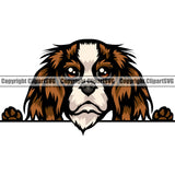 Cavalier King Charles Spaniel Dog Peeking Color Puppy Pup Head Purebred Pedigree Animal Doggy K9 Clipart SVG