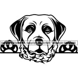 Chesapeake Bay Retriever Dog Peeking Head Purebred Pedigree Puppy Pup Animal Portrait Doggy Face Cute Clipart SVG