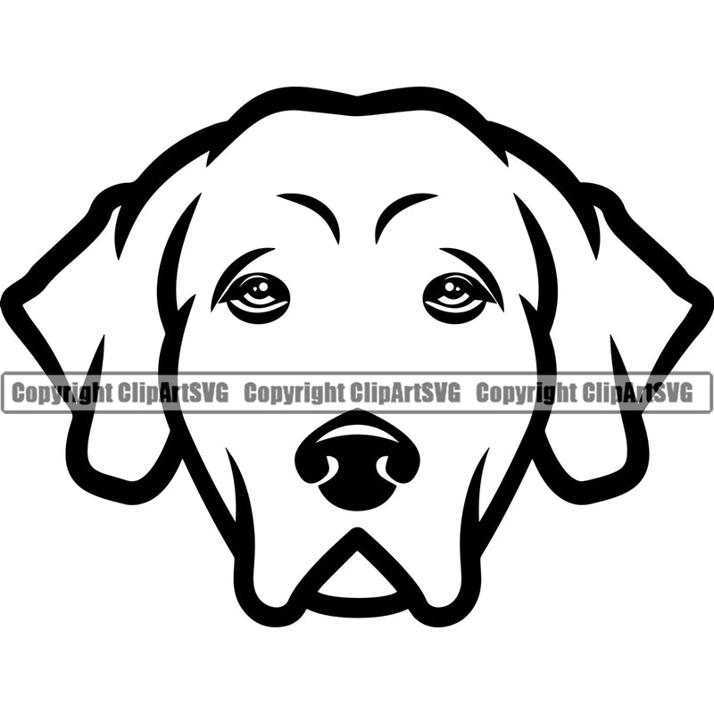 Chesapeake Bay Retriever Dog Logo Head Cute Face Animal Puppy Pup Head Purebred Pedigree K9 Clipart SVG