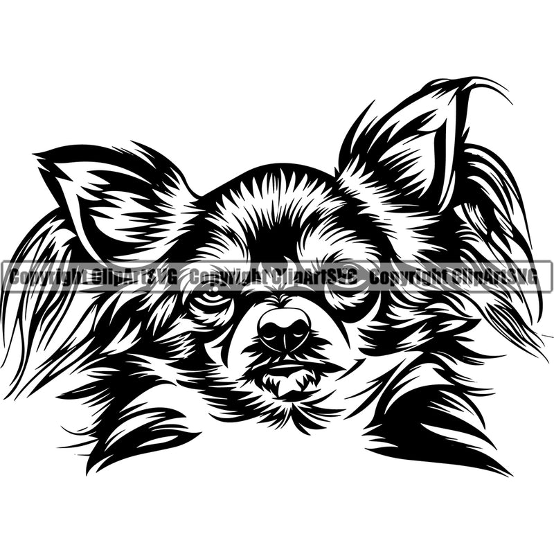 Chihuahua Dog Animal Puppy Pup Head Purebred Pedigree Animal Portrait Doggy Face Cute Clipart SVG