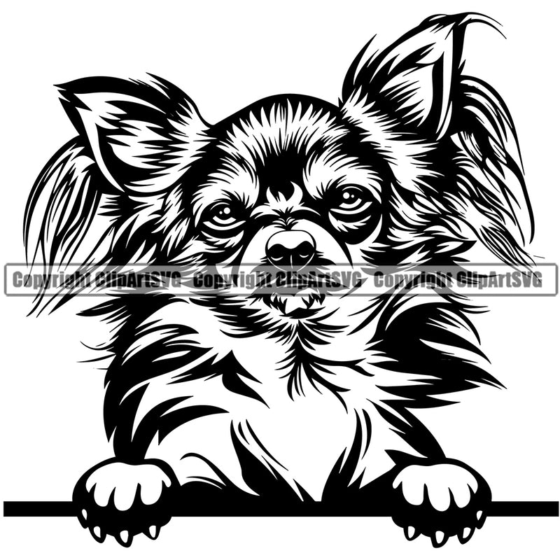Chihuahua Dog Peeking Cute Face Animal Puppy Head Purebred Pup Pedigree Portrait Doggy Clipart SVG