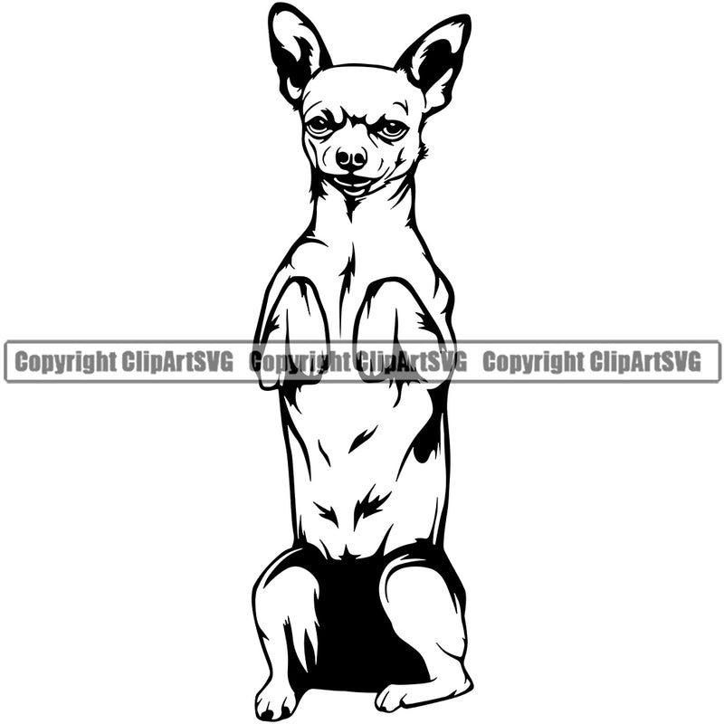 Chihuahua Dog Begging Puppy Head Purebred Pup Pedigree K9 Animal Portrait Doggy Face Cute Clipart SVG