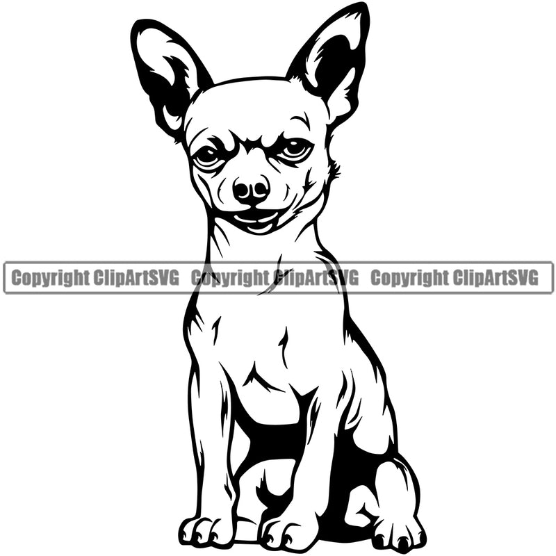 Chihuahua Dog Sitting Portrait Doggy Face Cute Puppy Head Purebred Pup Pedigree Clipart SVG