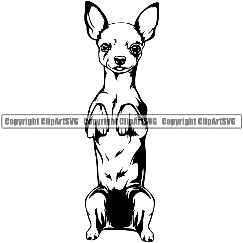 Chihuahua Dog Begging Puppy Head Purebred Pup Pedigree K9 Animal Portrait Doggy Face Cute Clipart SVG