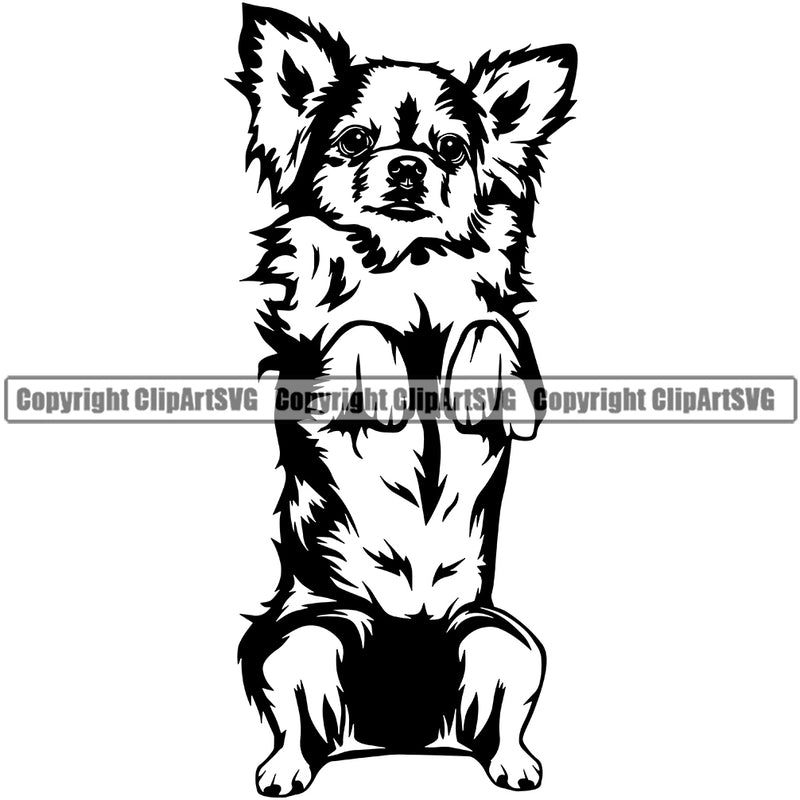 Chihuahua Dog Begging Animal Portrait Doggy Face Cute Puppy Head Purebred Pup Pedigree Clipart SVG