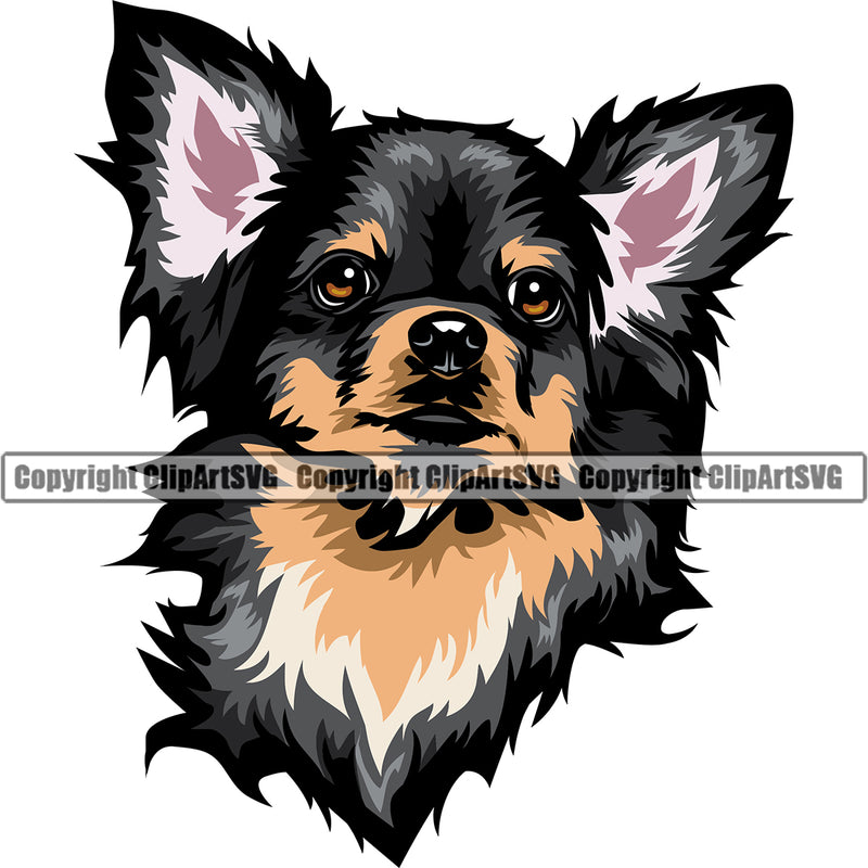 Chihuahua Dog Black Color Head K9 Animal Portrait Doggy Face Cute Puppy Head Purebred Pup Pedigree Clipart SVG