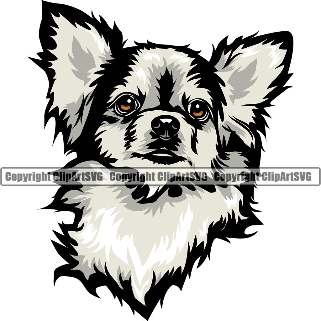 Chihuahua Dog White Color Head Puppy Purebred Pedigree Canine K-9 K9 Animal Portrait Doggy Face Cute