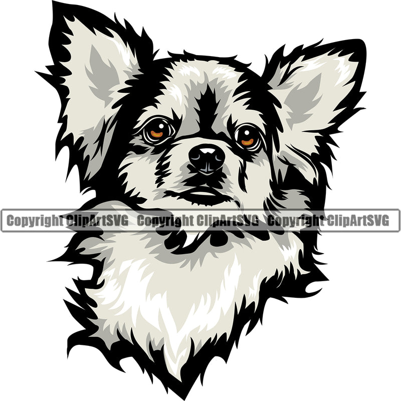 Chihuahua Dog White Color Head Puppy Purebred Pedigree Canine K-9 K9 Animal Portrait Doggy Face Cute