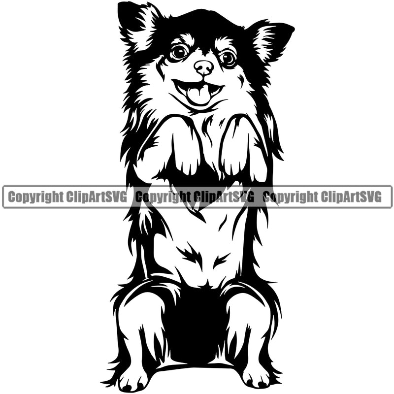 Chihuahua Dog Begging Puppy Head Purebred Pup Pedigree K9 Animal Portrait Doggy Face Cute Clipart SVG