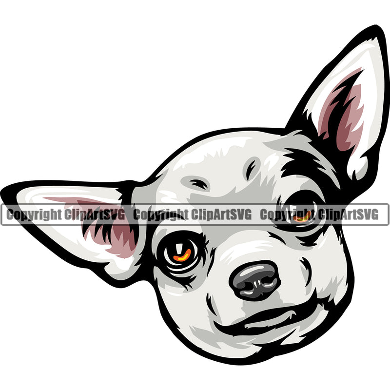 Chihuahua Dog White Color Head K9 Animal Portrait Doggy Face Cute Puppy Head Purebred Pedigree Clipart SVG