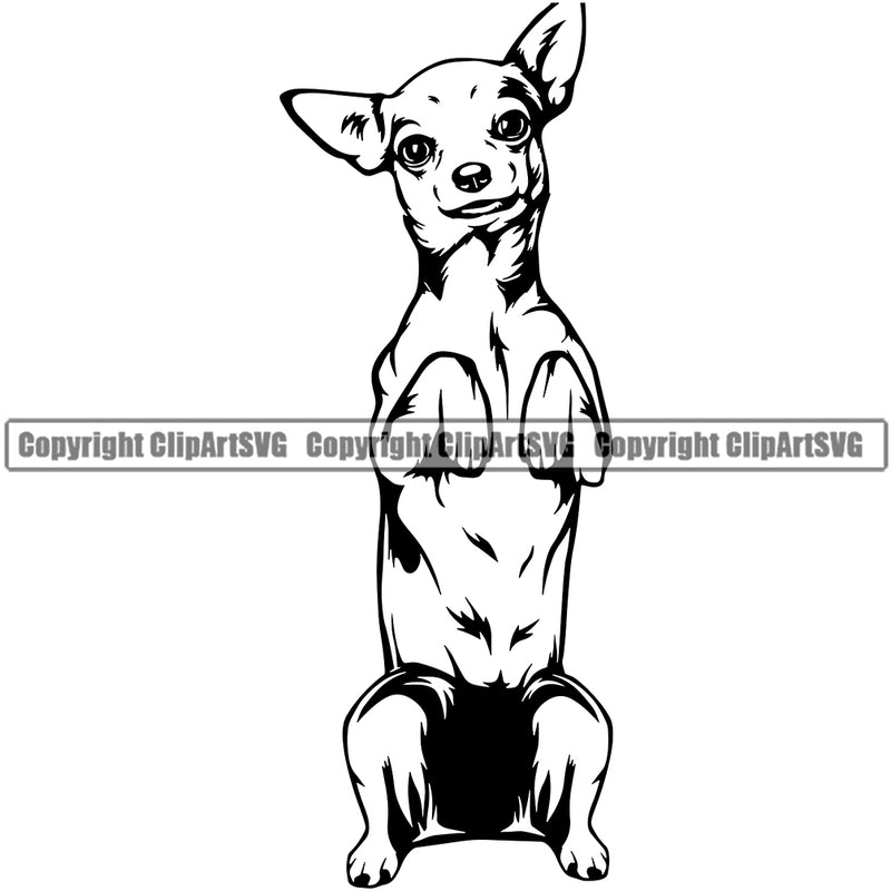 Chihuahua Dog Begging Puppy Head Purebred Pup Pedigree Canine K-9 K9 Clipart SVG