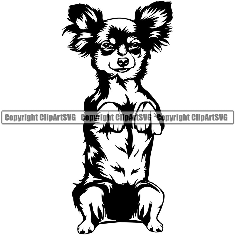 Chihuahua Dog Begging Puppy Head Purebred Pup Pedigree K9 Animal Portrait Doggy Face Cute Clipart SVG