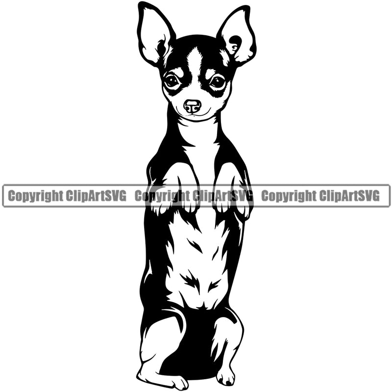 Chihuahua Dog Begging Puppy Head Purebred Pup Pedigree Vector K9 Animal Portrait Doggy Face Cute Clipart SVG