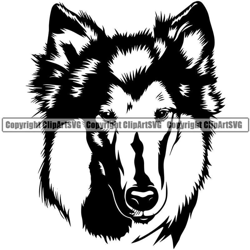 Collie Dog Head Vector Design With Moddy Face Puppy Pup Pet Purebred Pedigree Vector Design Clipart SVG