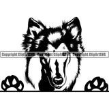 Collie Dog Peeking Vector Design With Moddy Face Puppy Pup Pet Purebred Pedigree Vector Clipart SVG