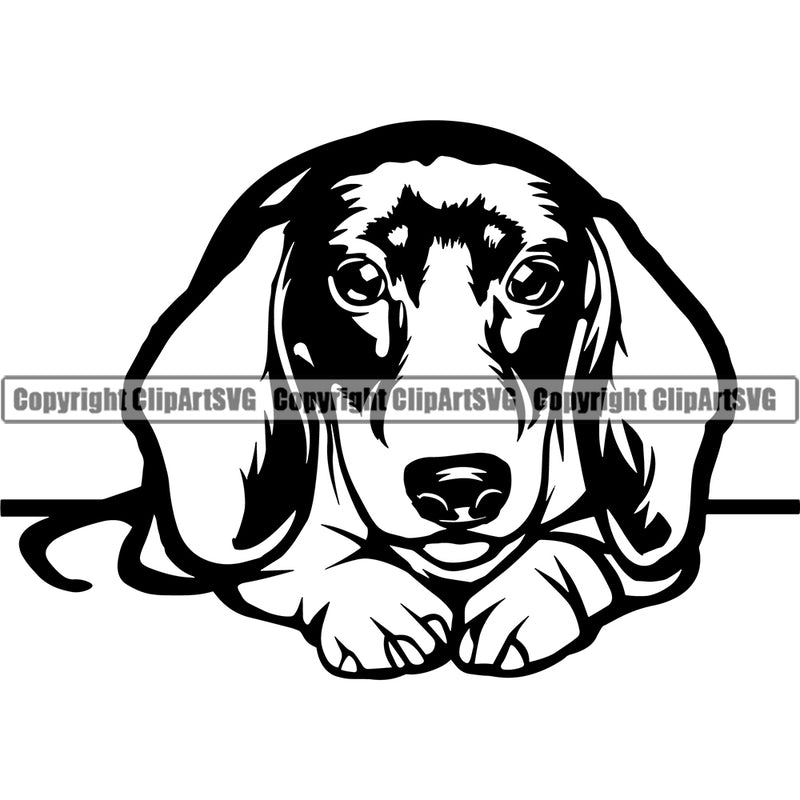 Dachshund Dog Black And White Laying Down Vector Design Sad Face Paw Puppy Pup Pet Purebred Pedigree Vector Design Clipart SVG