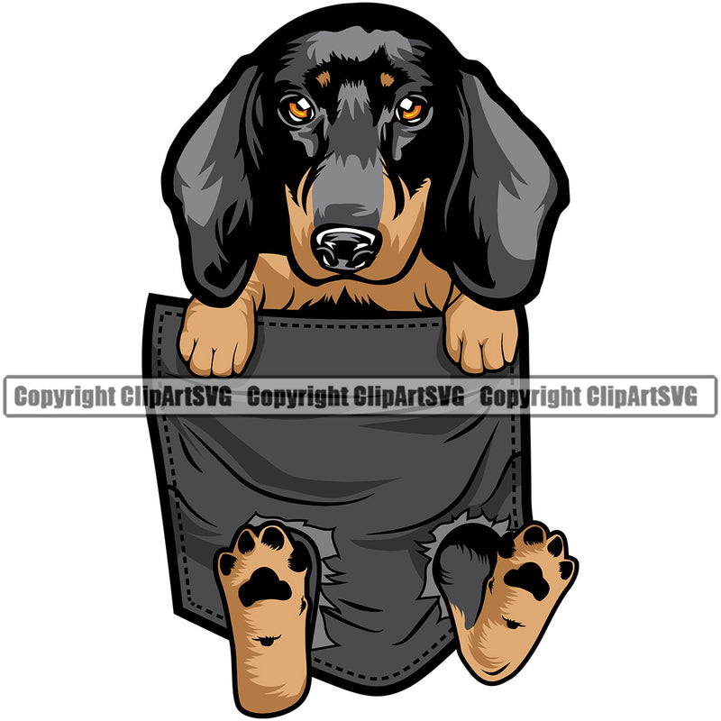 Dachshund Dog Hanging From Shirt Pocket Colorful Tshirt Shirt Vector Design Dog With Sad Face Puppy Pup Pet Purebred Pedigree Vector Design Clipart SVG