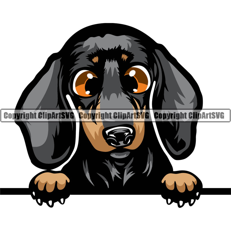 Dachshund Dog Peeking Colorful Vector Design Happy Smile Face Puppy Pup Pet Purebred Pedigree Vector PortraitClipart SVG