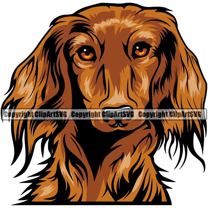 Dachshund Dog Head Colorful Vector Design With Long Hair Happy Smile Face Puppy Pup Pet Purebred Pedigree Vector Clipart SVG