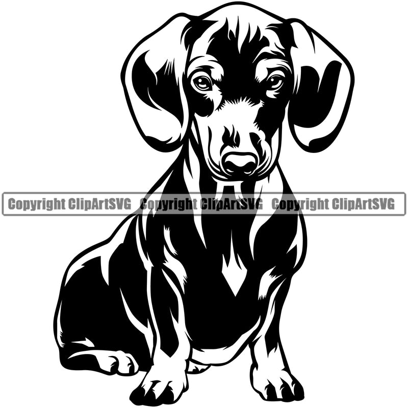Dachshund Dog Sitting Vector Design Happy Smile Face Puppy Pup Pet Purebred Pedigree Vector Portrait Clipart SVG