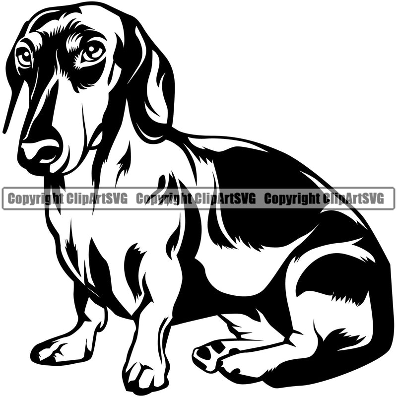 Dachshund Dog Sitting Vector Design Happy Smiling Paw Puppy Purebred Pedigree Vector Portrait Clipart SVG