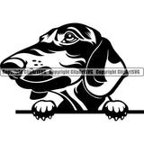 Dachshund Dog Peeking Vector Design Pup Pet Puppy Cute Face Purebred Pedigree Vector Portrait Clipart SVG