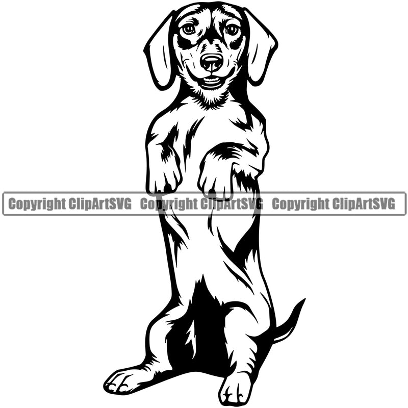Dachshund Dog Standing On Its Hind Legs And Begging Design Cute Smiling Face Puppy Purebred Pedigree Design Element Clipart SVG