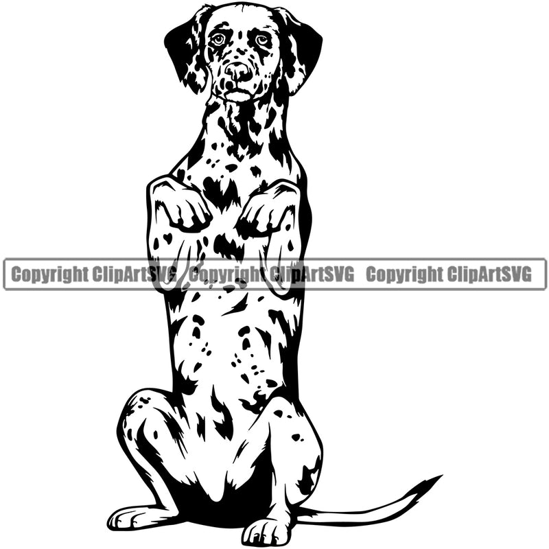 Dalmatian Dog Begging White Black Spot Vector Design Sad Face Pup Pet Puppy Purebred Pedigree Vector Portrait Clipart SVG