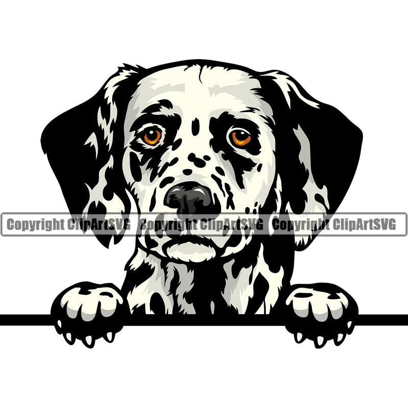 Dalmatian Dog Peeking Design Sad And Crying Face Puppy Pup Paw Pet Purebred Pedigree Design Clipart SVG