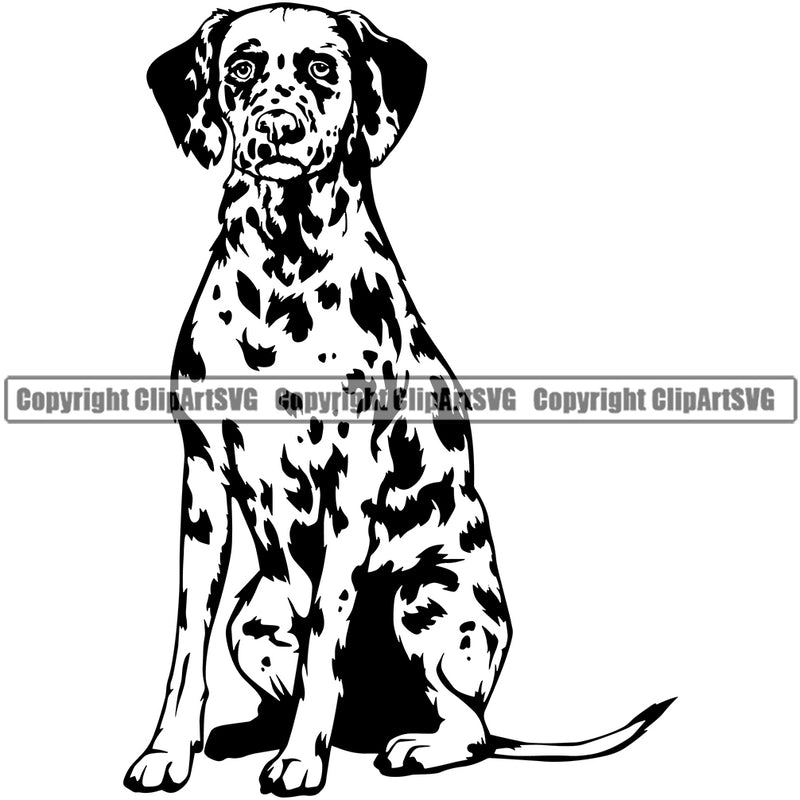 Dalmatian Dog Sitting Black And White Spot Vector Design Cute Puppy Purebred Pedigree Design Element Clipart SVG