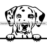 Dalmatian Dog Peeking Peek-a-boo Happy Face Pet Paw Pup Puppy Purebred Pedigree Vector Design Clipart SVG