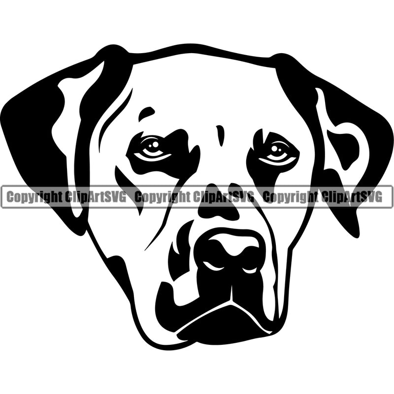 Dalmatian Dog Head Vector Design Moddy Face Paw Pup Pet Puppy Purebred Pedigree Design Element Clipart SVG